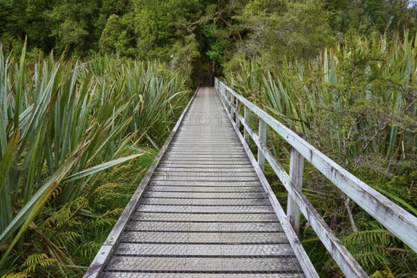 A boardwalk stretches over green, dense vegetation in the forest, summer, Lake Matheson, Fox Glacier, South Island, New Zealand