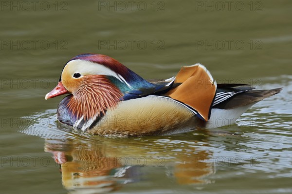 Mandarin duck (Aix galericulata), swimming male, North Rhine-Westphalia, Germany, originally native to East Asia
