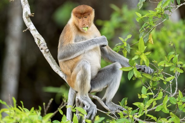 Proboscis monkey (Nasalis larvatus), female, feeding, Kota Kinabatangan, Sabah, Malaysia