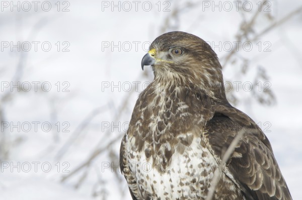 Common Buzzard (Buteo buteo), Mecklenburg-Western Pomerania, Germany