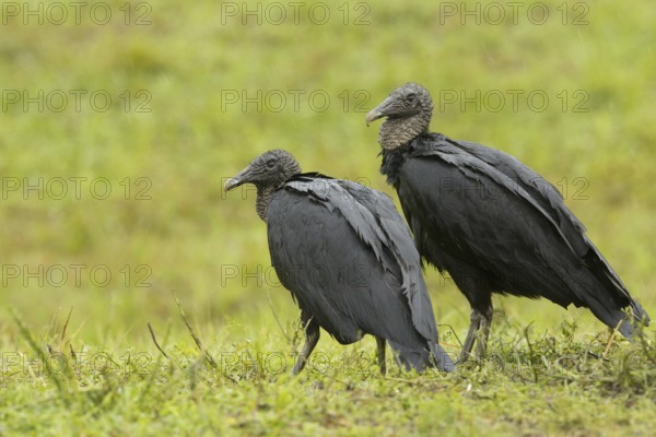 Black Vulture (Coragyps atratus), Florida, USA