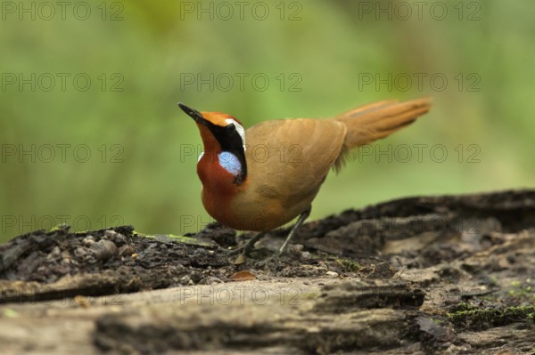 Rail-babbler (Eupetes macrocerus), Pahang, Malaysia