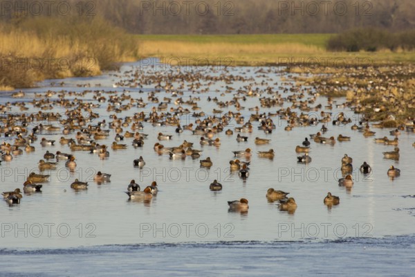 Eurasian Wigeon (Mareca penelope) group, Netherlands