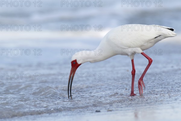American White Ibis (Eudocimus albus), Florida, USA