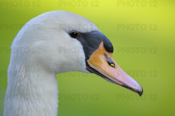 Hoeckerschwan (Cygnus olor), Mute Swan, adultes Weibchen, Portrait, Mai, Oberhausen, Nordrhein-Westfalen, Deutschland