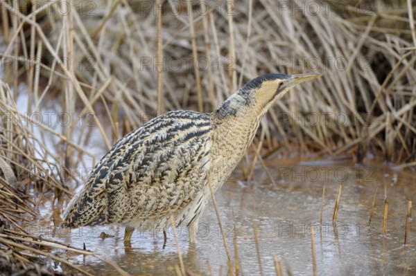 Rohrdommel (Botaurus stellaris), Bittern, Altvogel im Winter, bei der Jagd im flachen Wasser, Februar, Muenster, Nordrhein-Westfalen, Deutschland