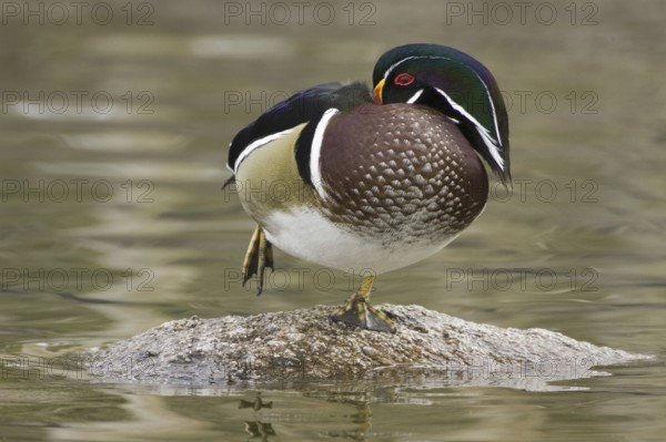 Wood Duck (Aix sponsa) male, New Mexico, USA