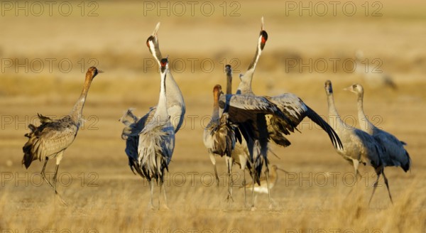 Common Crane (Grus grus), Gallocanta Lake, Spain