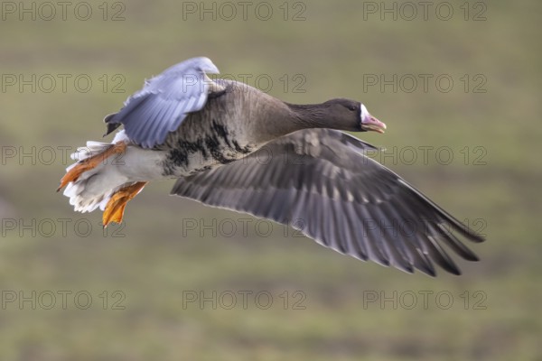 Greater White-fronted Goose (Anser albifrons) flying, North Rhine-Westphalia, Germany