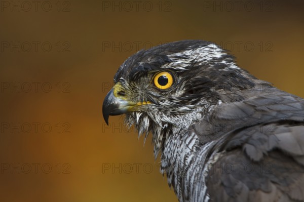 Northern Goshawk (Accipiter gentilis) female, Utrecht, Netherlands