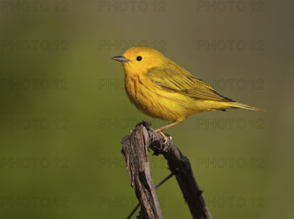 American Yellow Warbler (Setophaga aestiva) male, Ohio, USA