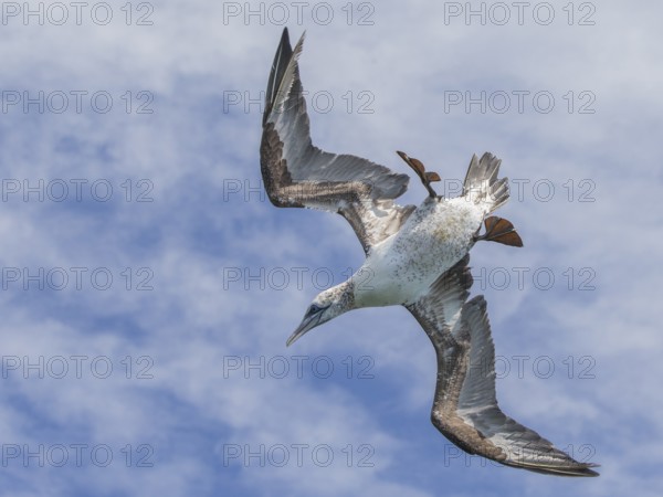 Northern Gannet (Morus bassanus) flying, Wales, United Kingdom