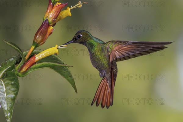 Brazilian Ruby (Clytolaema rubricauda) flying and feeding at a flower in the Atlantic rainforest of southeast Brazil