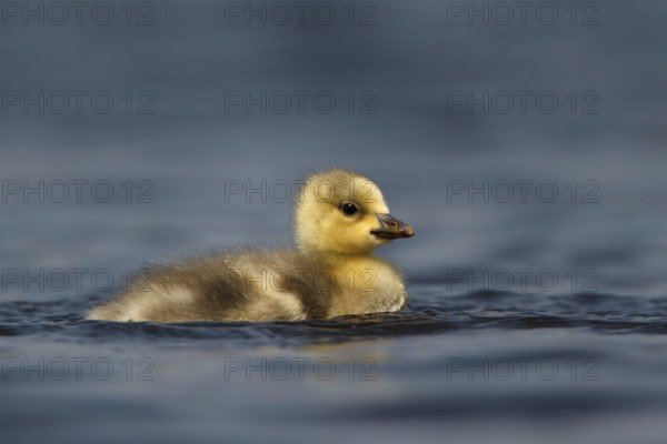 Bar-headed Goose (Anser indicus) juvenile, Utrecht, Netherlands