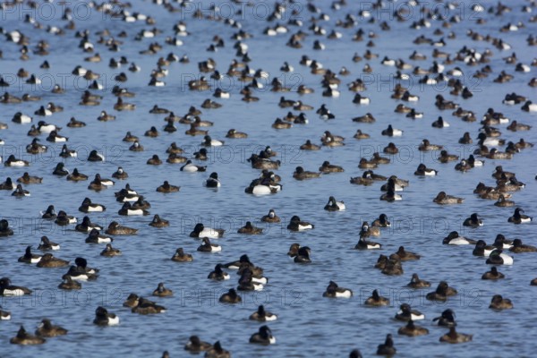 Greater Scaup & Tufted Duck (Aythya marila & Aythya fuligula) huge group on a lake, Mecklenburg-Western Pomerania, Germany