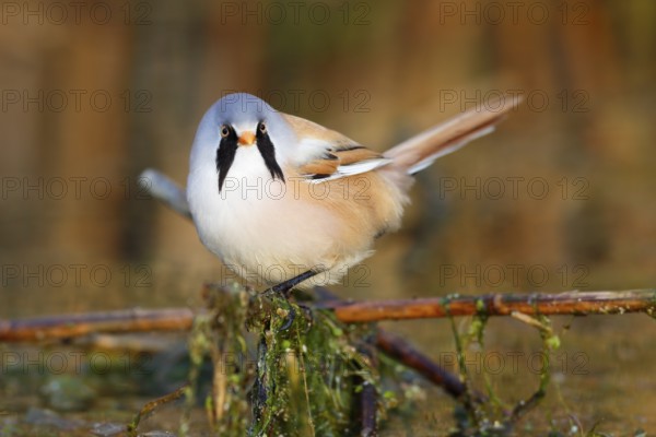 Bearded Reedling (Panurus biarmicus) male foraging in reedbed, Mecklenburg-Western, Pomerania, Germany