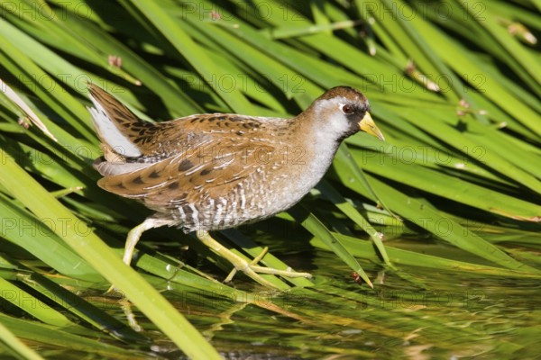 Sora Porzana carolinensis Tucson, Arizona, USA 23 March Adult breeding plumage. Rallidae