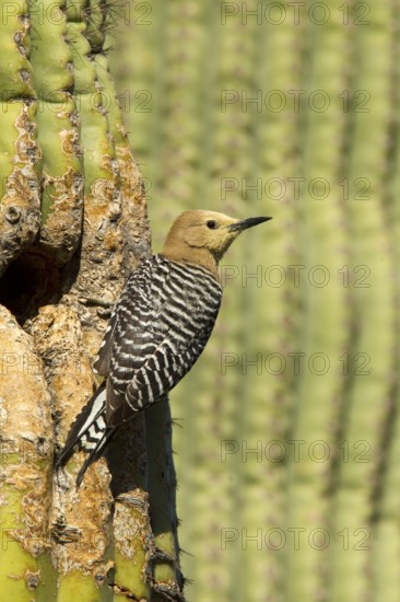 Gila Woodpecker Melanerpes uropygialis Tucson, Pima County, Arizona, United States 11 May Adult Female at nest in Saguaro cactus (Carnegiea gigantea). Note pollen on head from Saguaro flowers. Picidae