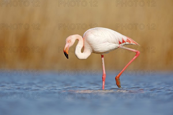 Beautiful pink bir in the water. Greater Flamingo, Phoenicopterus ruber, Nice pink big bird, head in the water, animal in the nature habitat, Camargue, France. Wildlife scene from wild nature