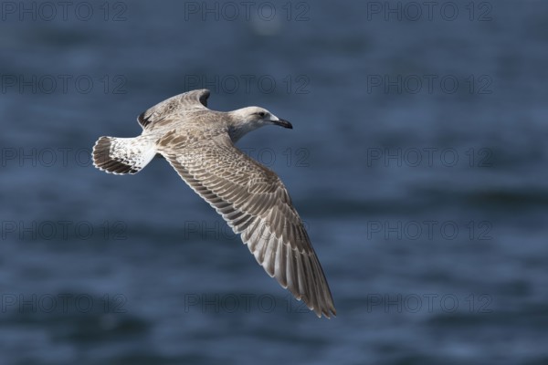 European Herring Gull (Larus argentatus) juvenile flying, Baltic Sea, Germany