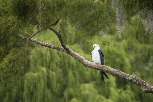 Swallow-tailed Kite (Elanoides forficatus), Florida, USA