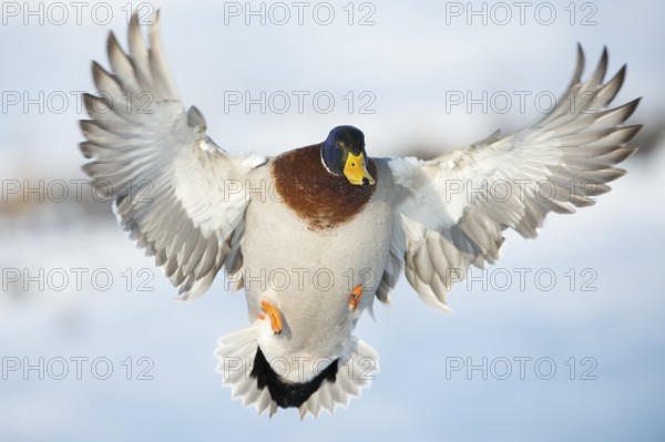Mallard (Anas platyrhynchos) male flying, Lower Saxony, Germany
