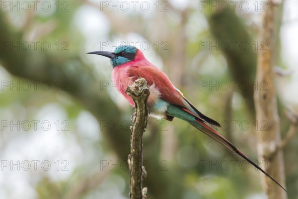 Northern Carmine Bee-eater (Merops nubicus) perched on a branch, Murchinson Falls National Park, Uganda