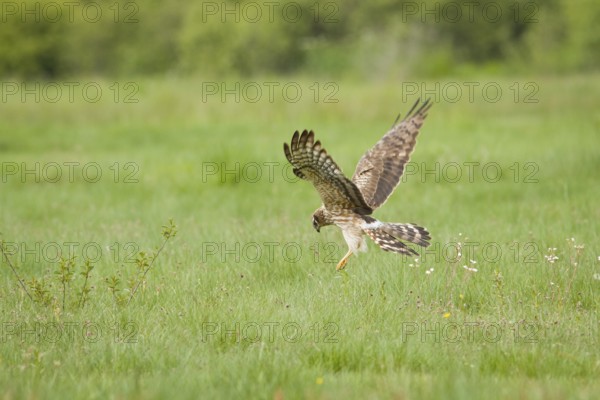 Montagu´s Harrier (Circus pygargus), adult female hunting, Galicia, Spain