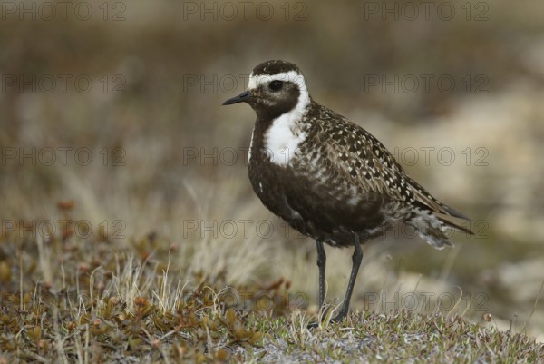 American Golden Plover (Pluvialis dominica), Manitoba, Canada
