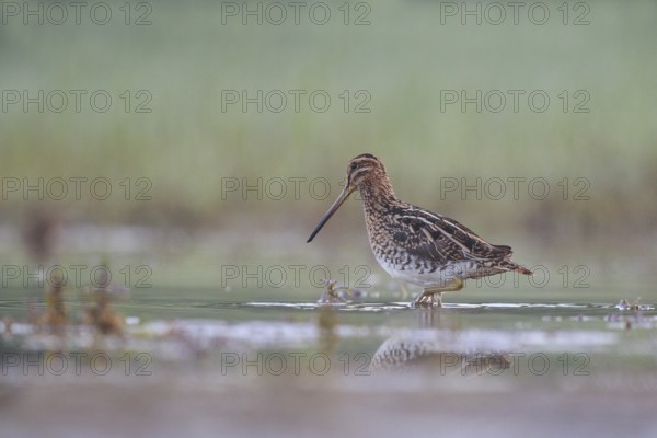 Common Snipe (Gallinago gallinago) foraging, North Rhine-Westphalia, Germany