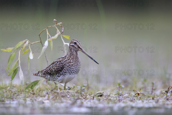 Common Snipe (Gallinago gallinago) foraging, North Rhine-Westphalia, Germany