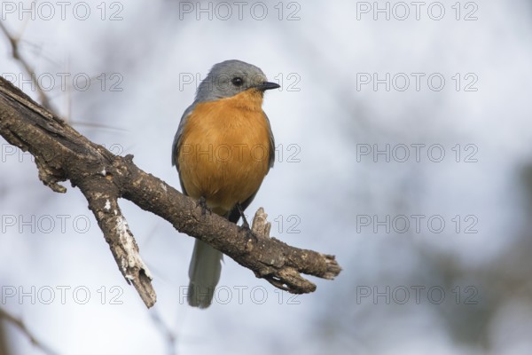 Silverbird (Empidornis semipartitus) perched on a branch, Serengeti, Tanzania