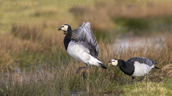 Barnacle Goose (Branta leucopsis) fighting, Netherlands