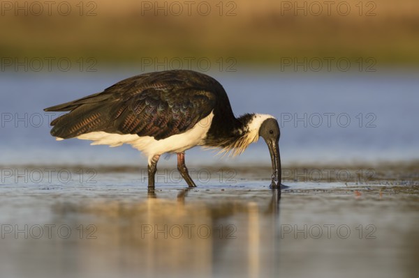 Straw-necked Ibis (Threskiornis spinicollis), Victoria, Australia