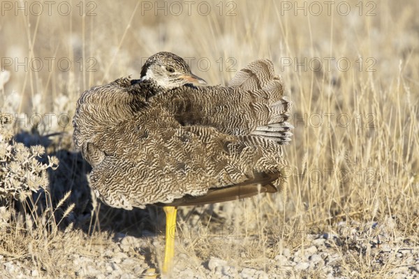 Northern Black Korhaan (Afrotis afraoides) female, Etosha, Namibia