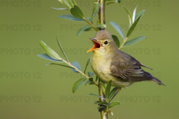 Icterine Warbler (Hippolais icterina) singing, Baden-Wuerttemberg, Germany