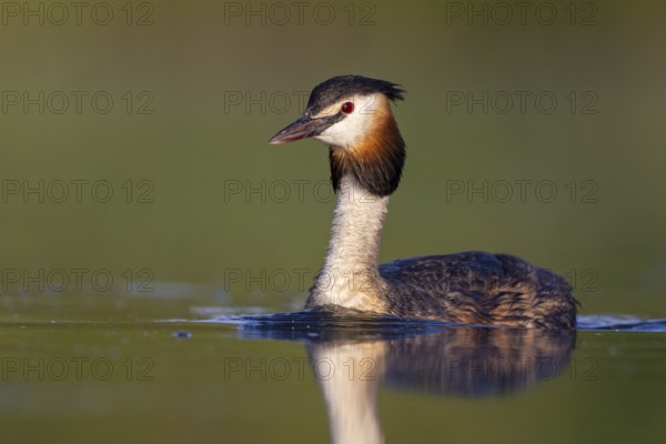 Great Crested Grebe (Podiceps cristatus), North Rhine-Westphalia, Germany