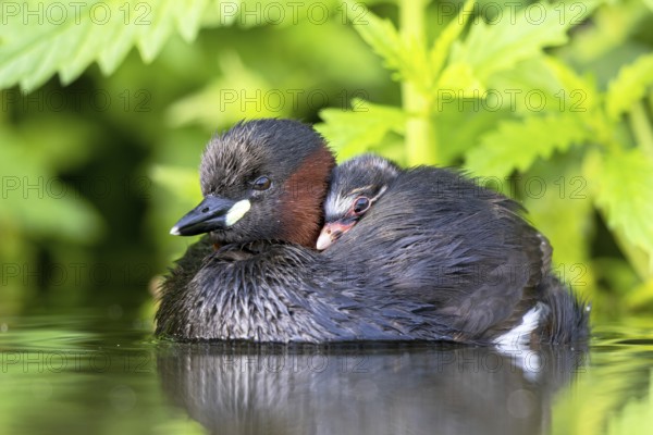 Little Grebe (Tachybaptus ruficollis) adult with chick, North Rhine-Westphalia, Germany