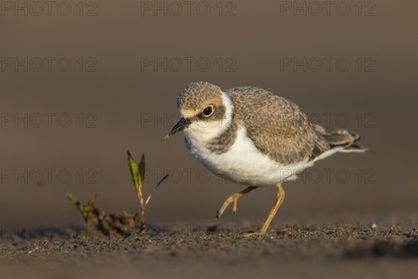 Little Ringed Plover (Charadrius dubius) juvenile, North Rhine-Westphalia, Germany