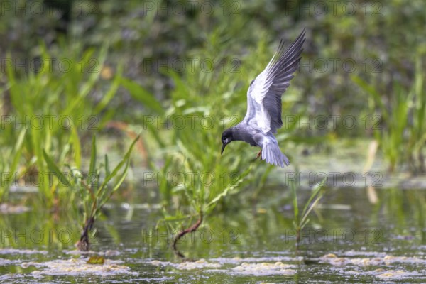 Black Tern (Chlidonias niger) flying, Netherlands