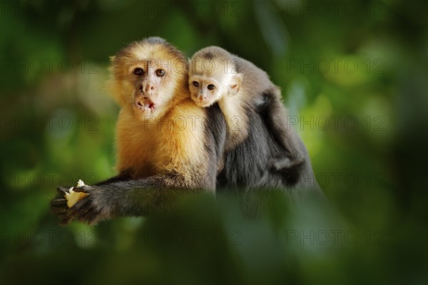 Monkey with young. Black monkey hidden in the tree branch in the dark tropical forest. White-headed Capuchin, feeding fruits. Animal in nature habitat, wildlife of Costa Rica. Cub and mother