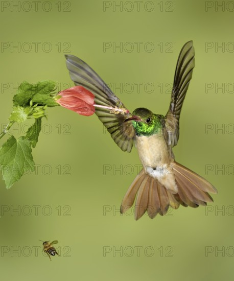 Buff-bellied Hummingbird (Amazilia yucatanensis), Texas, USA