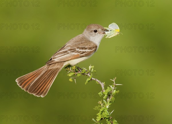 Ash-throated Flycatcher (Myiarchus cinerascens), Texas, USA