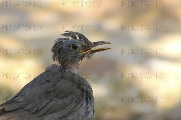 Common Blackbird (Turdus merula) female, Baden-Wuerttemberg, Germany