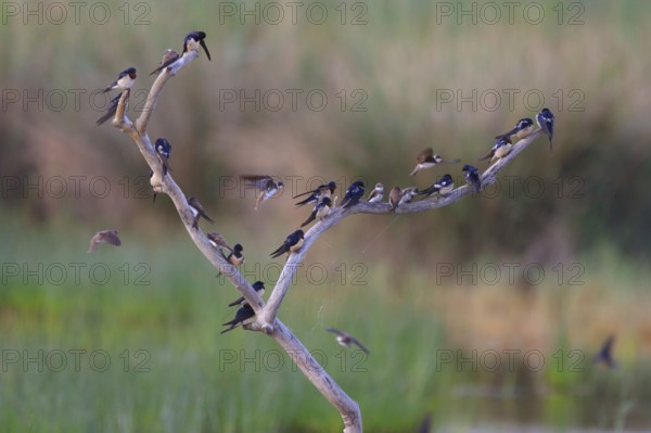 Barn Swallow & Sand Martin (Hirundo rustica & Riparia riparia), Mallorca, Spain