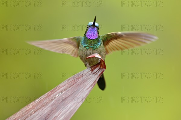 Purple-throated Mountain-gem, Lampornis calolaemus, hummingbird from Costa Rica. Violet throat small bird from mountain cloud forest in Costa Rica. Wildlife in tropic nature