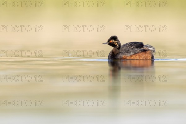 Black-necked Grebe (Podiceps nigricollis), Castile-La Mancha, Spain