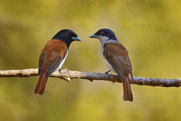Rufous vanga, Schetba rufa, bird endemic to Madagascar. Male and female of red black vanga sitting on the branch in the forest. Two bird love, nesting season in nature. Rufous vanga, Kirindy Forest, Madagascar
