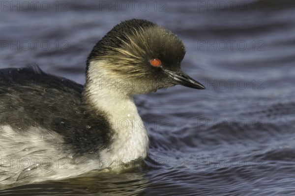 Silvery Grebe (Podiceps occipitalis), Falkland Islands