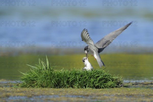 Black Tern (Chlidonias niger) feeding chick, Netherlands